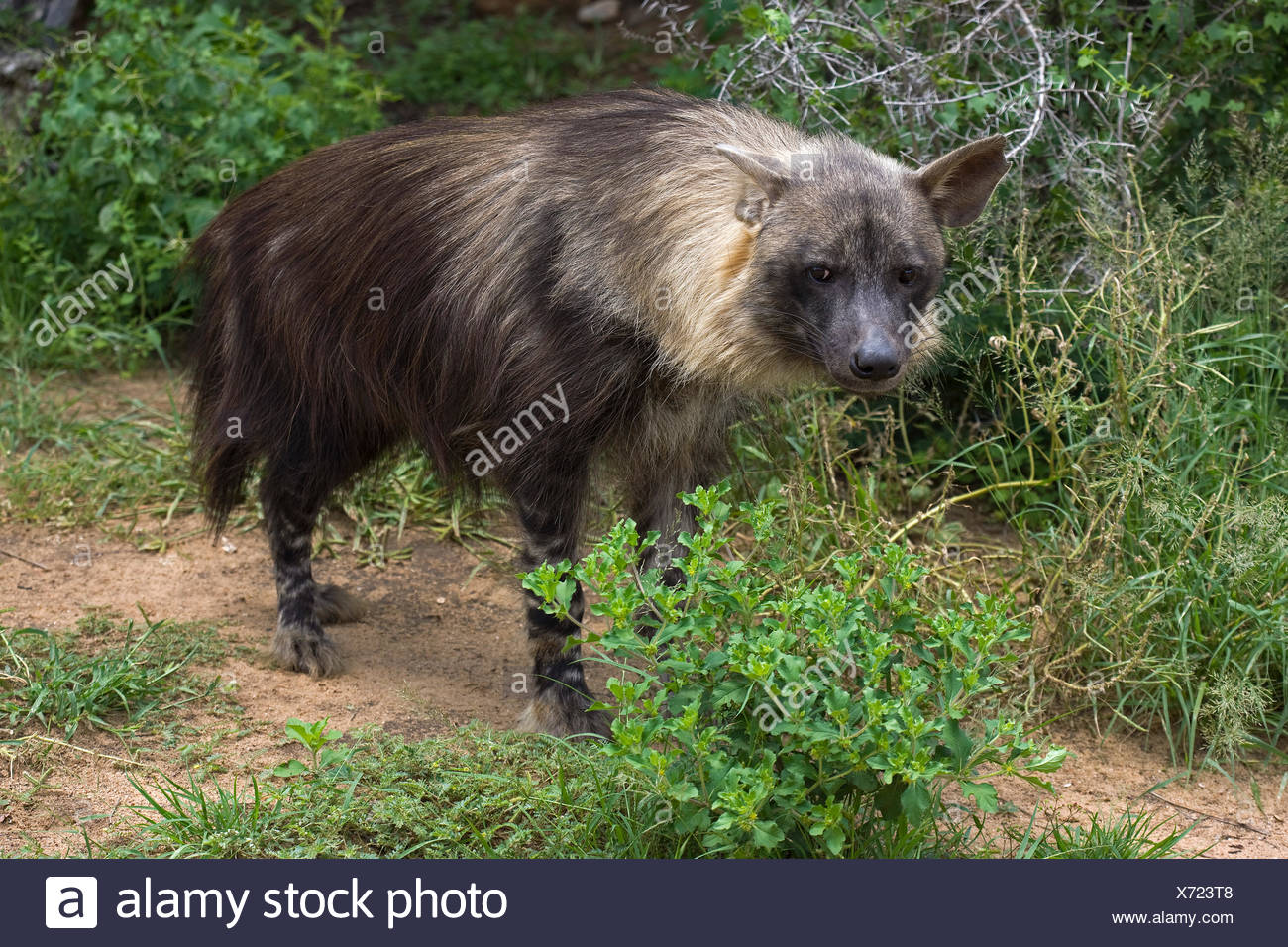 Brown Hyena Parahyaena Brunnea High Resolution Stock Photography And 