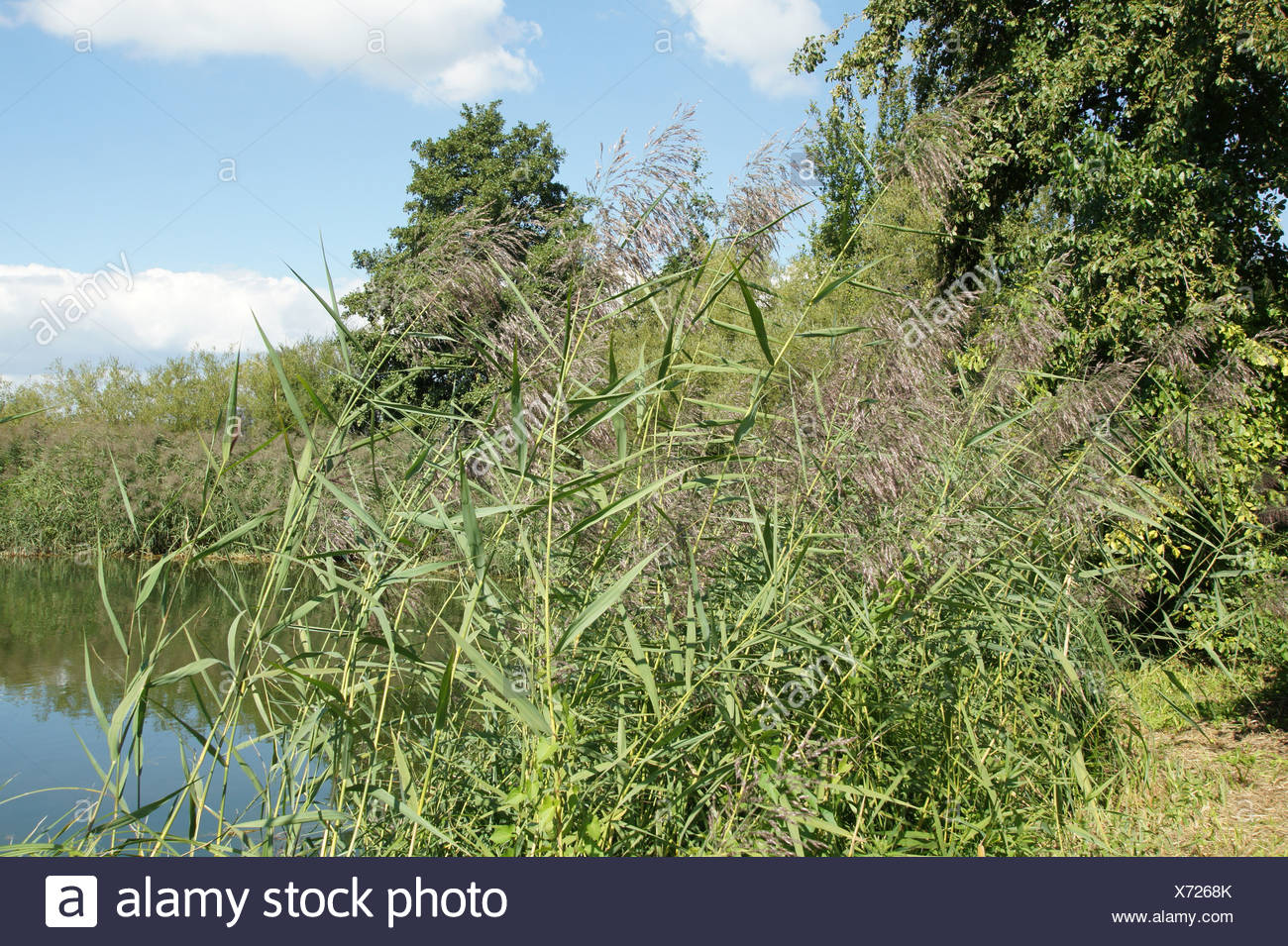 Phragmites Australis Schilfrohr Reed Stock Photo 279717331 Alamy