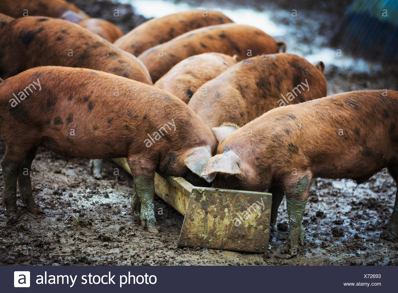 Pigs Eating Trough High Resolution Stock Photography and Images Alamy