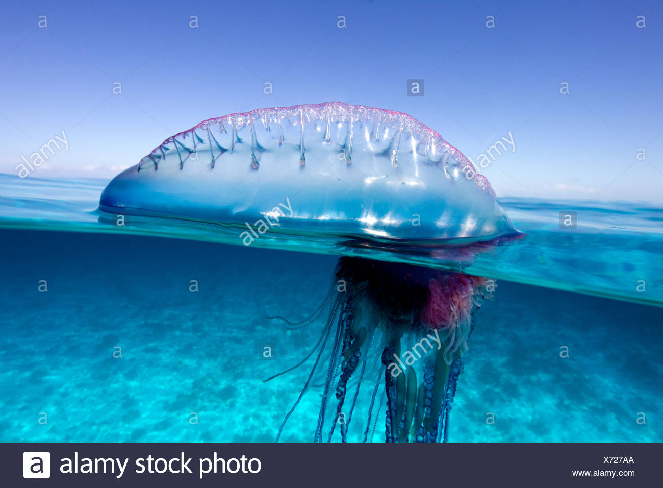 Over/under view of a Portuguese Man of War, a jelly-like marine invertebrate of the Family Physallidae. Stock Photo