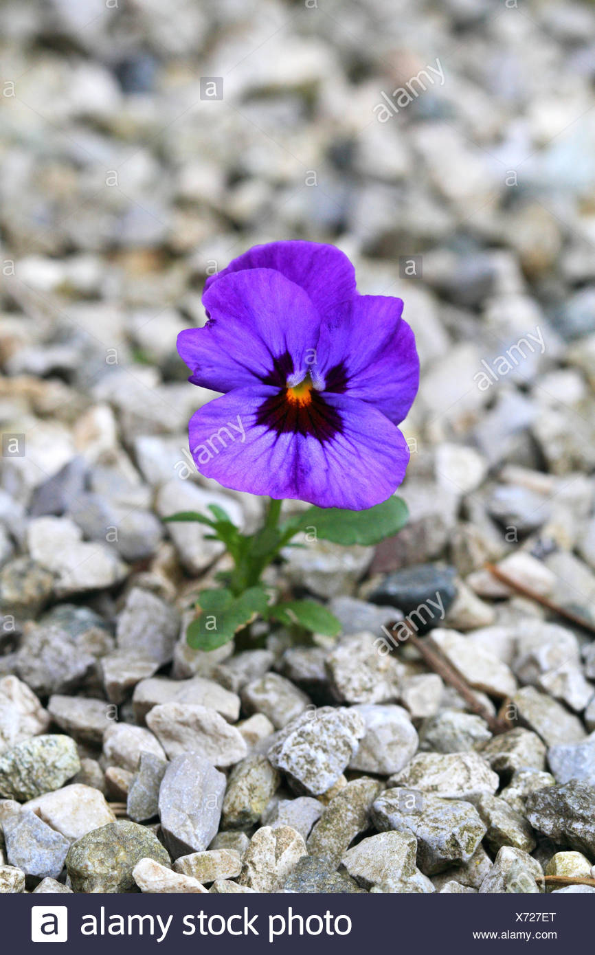 Einzelnes Stiefmuetterchen Viola Bluehend Kies Steine Stock Photo Alamy
