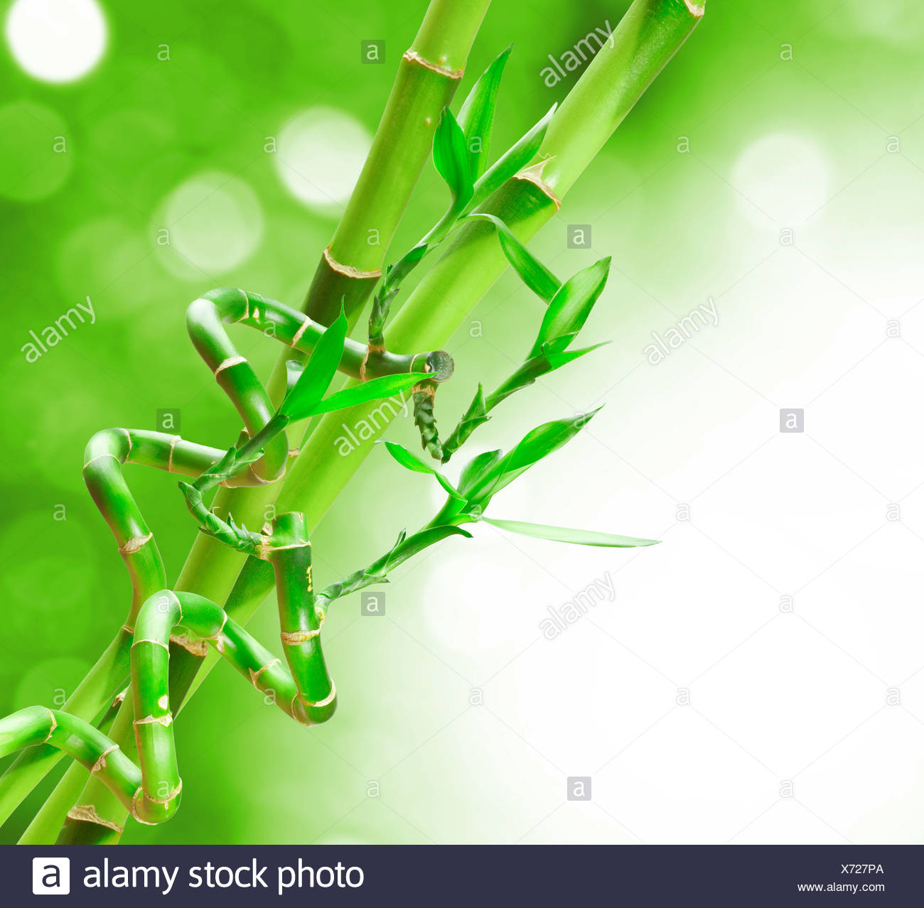 Chinese Bamboo Shoots High Resolution Stock Photography and Images - Alamy