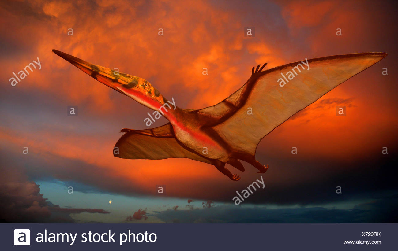 Flying Dinosaurs High Resolution Stock Photography and Images Alamy