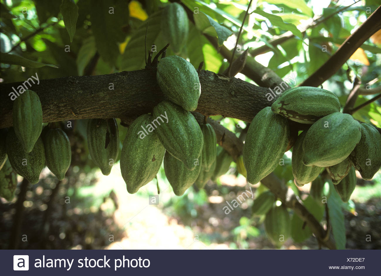 Cocoa Plant Stock Photos & Cocoa Plant Stock Images Alamy