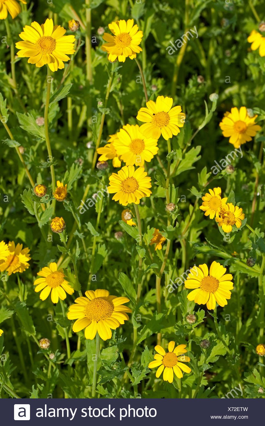 corn chrysanthemum, corn marigold (Chrysanthemum segetum, Glebionis segetum), blooming, Germany Stock Photo