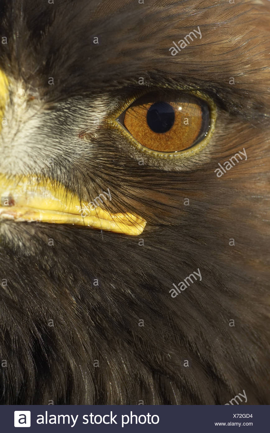 Golden Eagle Aquila Chrysaetos Section Of The Head