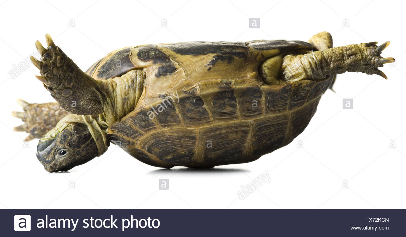 Upside Down Turtle High Resolution Stock Photography and Images Alamy