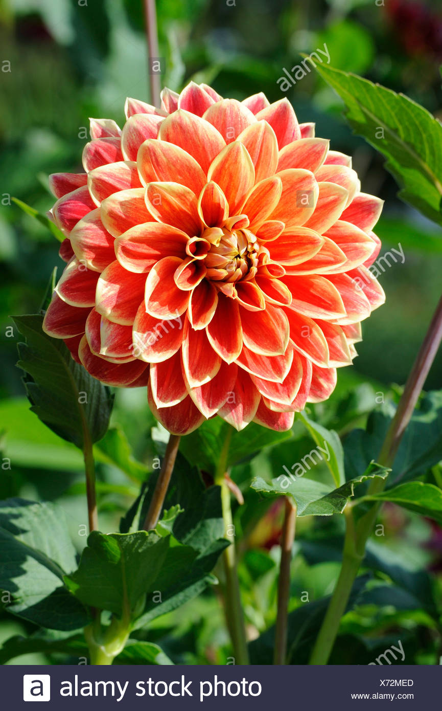Decorative Dahlias High Resolution Stock Photography and Images - Alamy