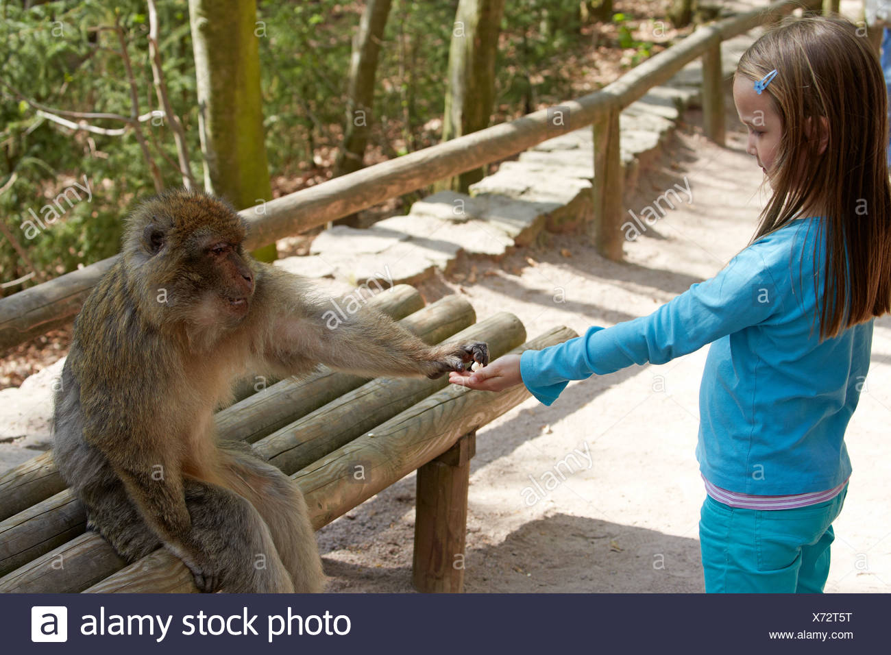 France Alsace Kintzheim La Montagne Des Singes Little