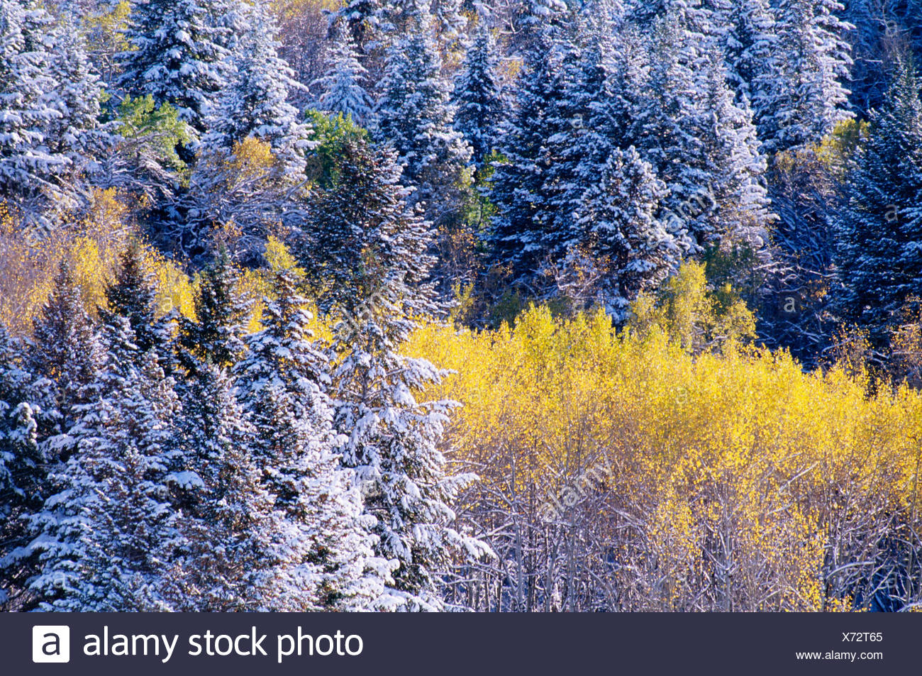 New Snow Drapes Fall Colors In The Gallatin Range Near Bozeman