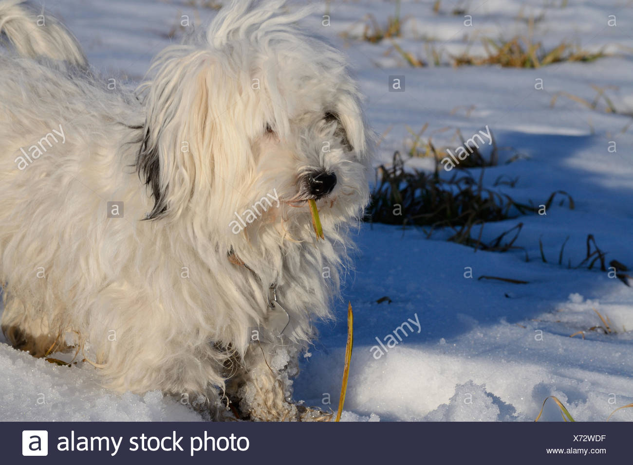 Dog Eats Grass Stock Photos Dog Eats Grass Stock Images