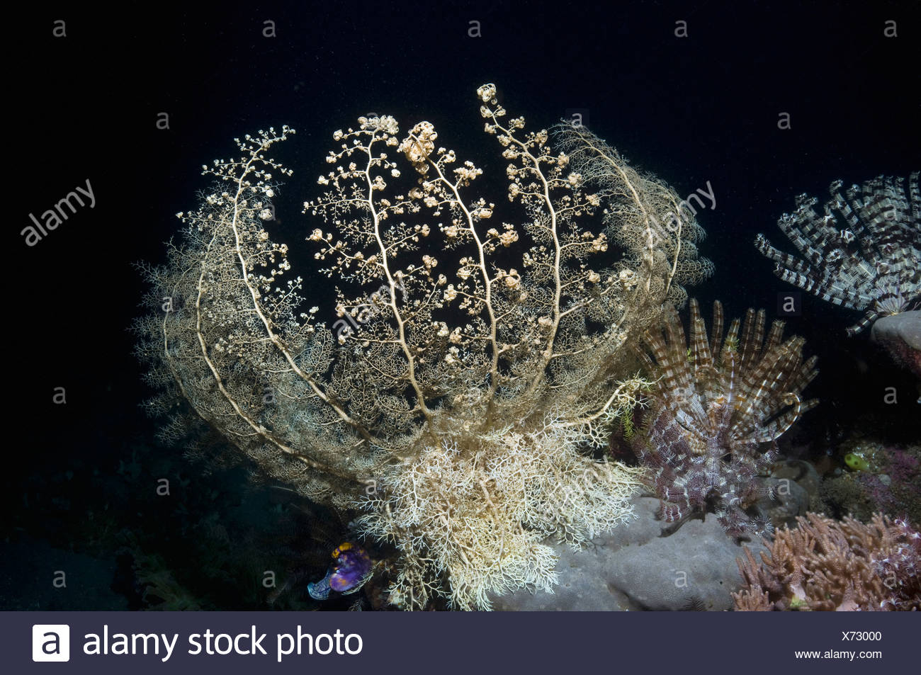 Basket Star Filter Feeding Night With Rays Fully Extended Komodo