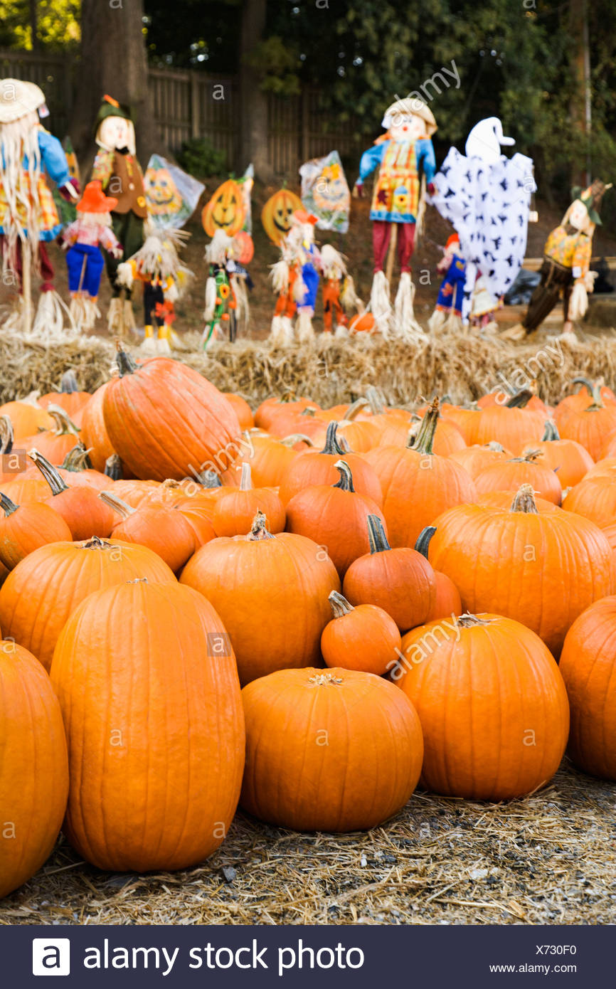 Group Of Pumpkins Sitting On Ground At Farmers Market With