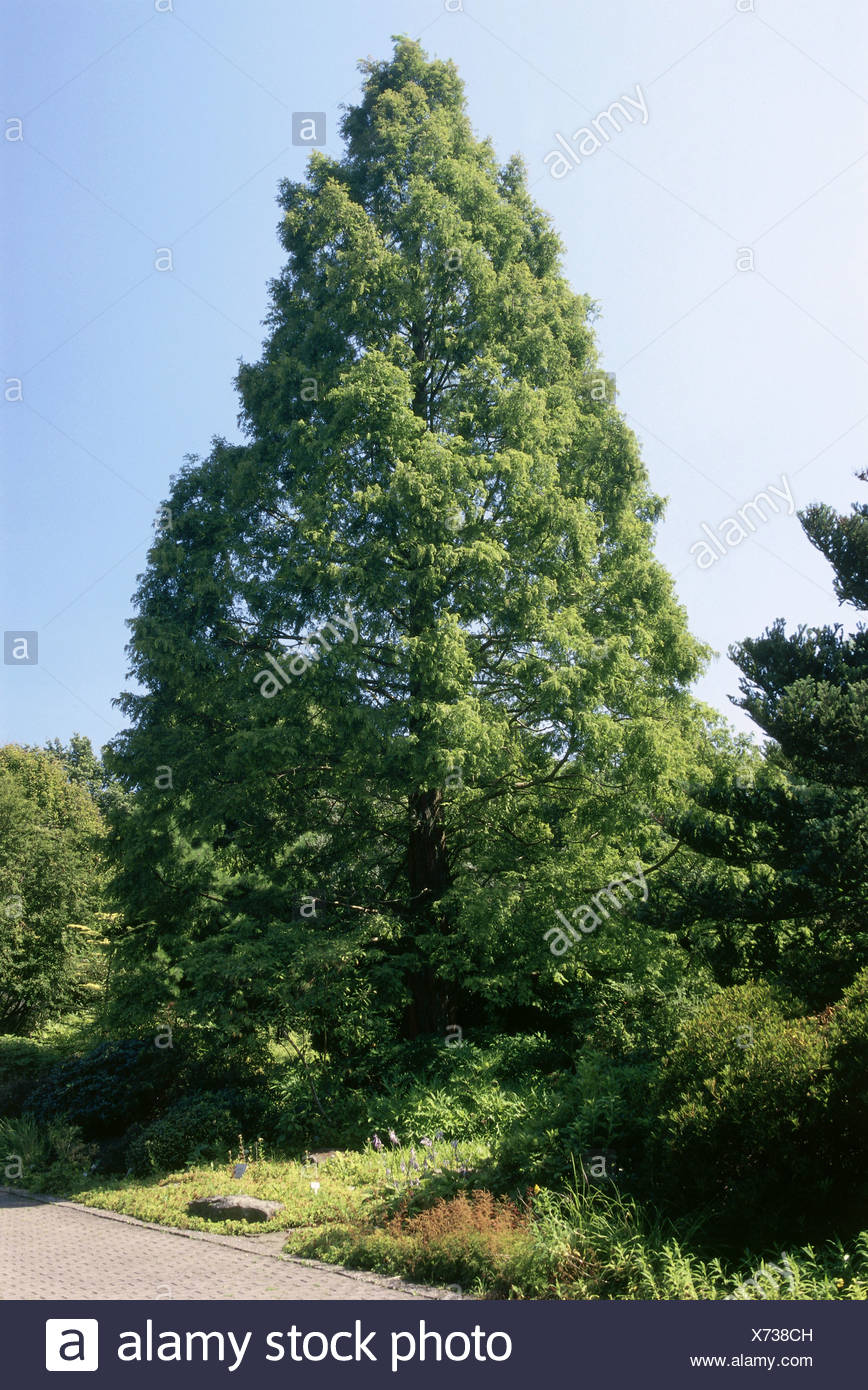 Metasequoia tree growth rate