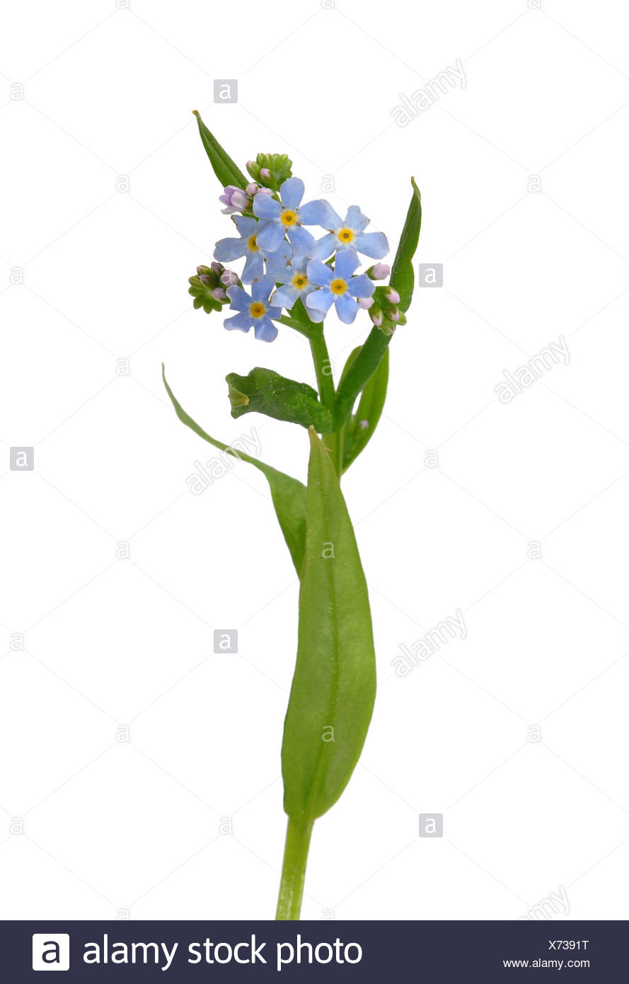 Sumpf Vergissmeinnicht Myosotis Scorpioides Stock Photo Alamy
