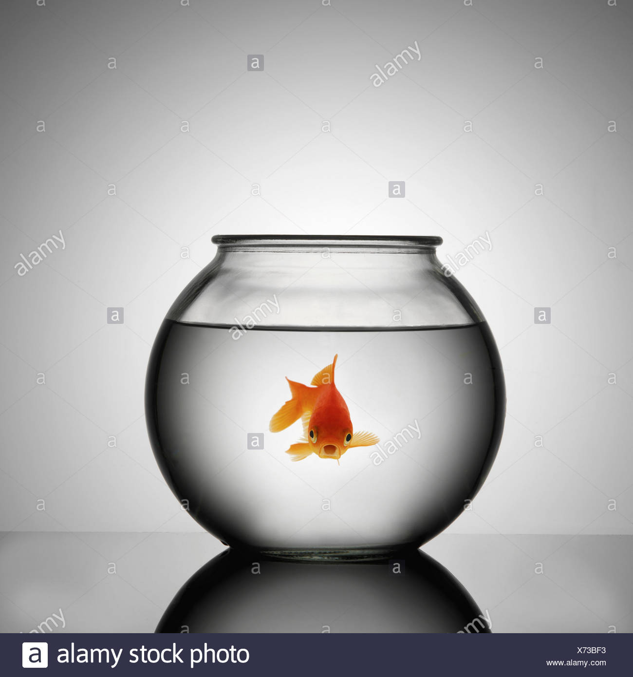 Goldfish Bowl High Resolution Stock Photography and Images Alamy