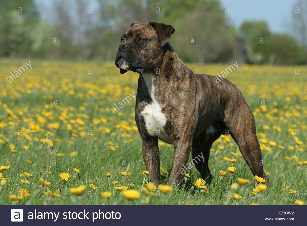 large boxer breed