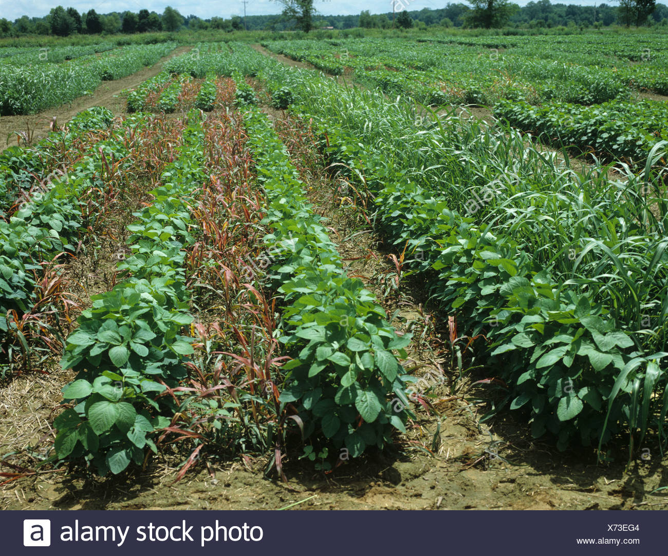 johnson grass herbicide crop field experiment selective herbicide controlling johnson grass sorghum halepense in soya johnson grass herbicide crop field experiment selective herbicide controlling johnson grass sorghum halepense in soya