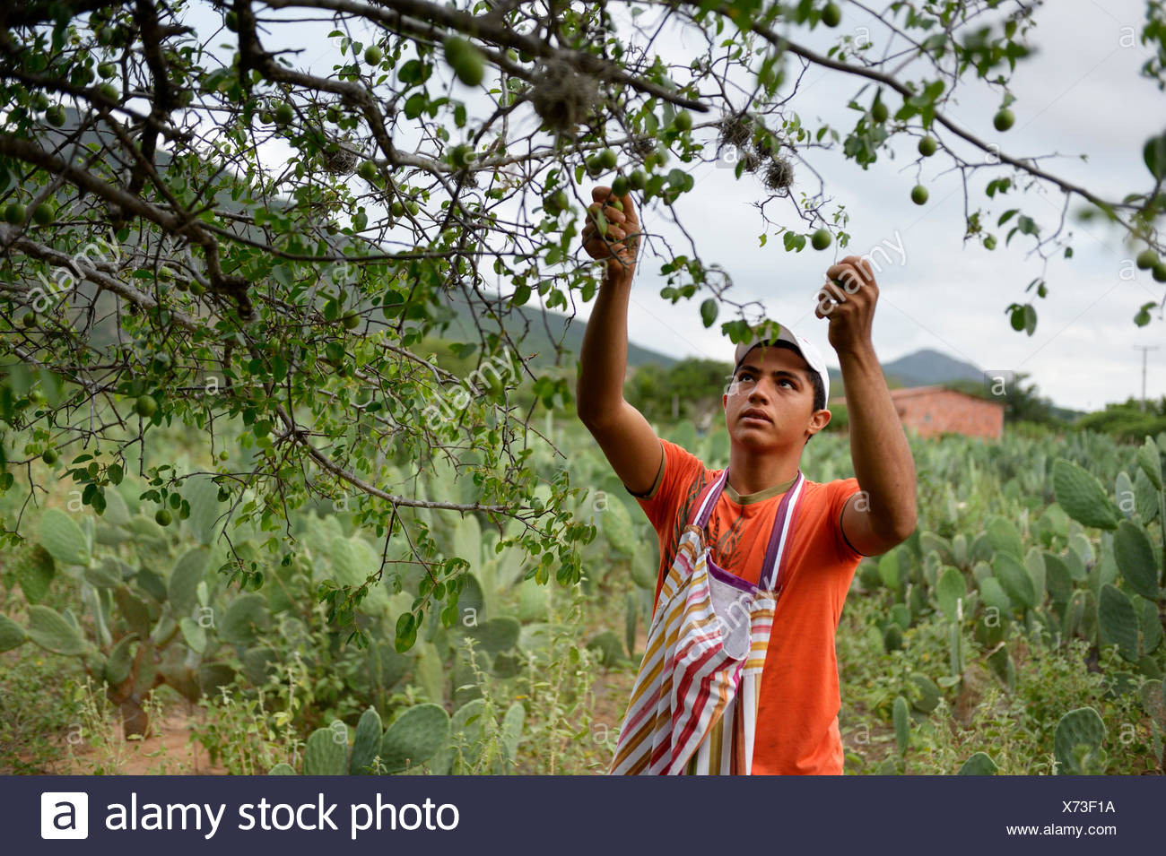 Uauá Bahia fonte: c8.alamy.com