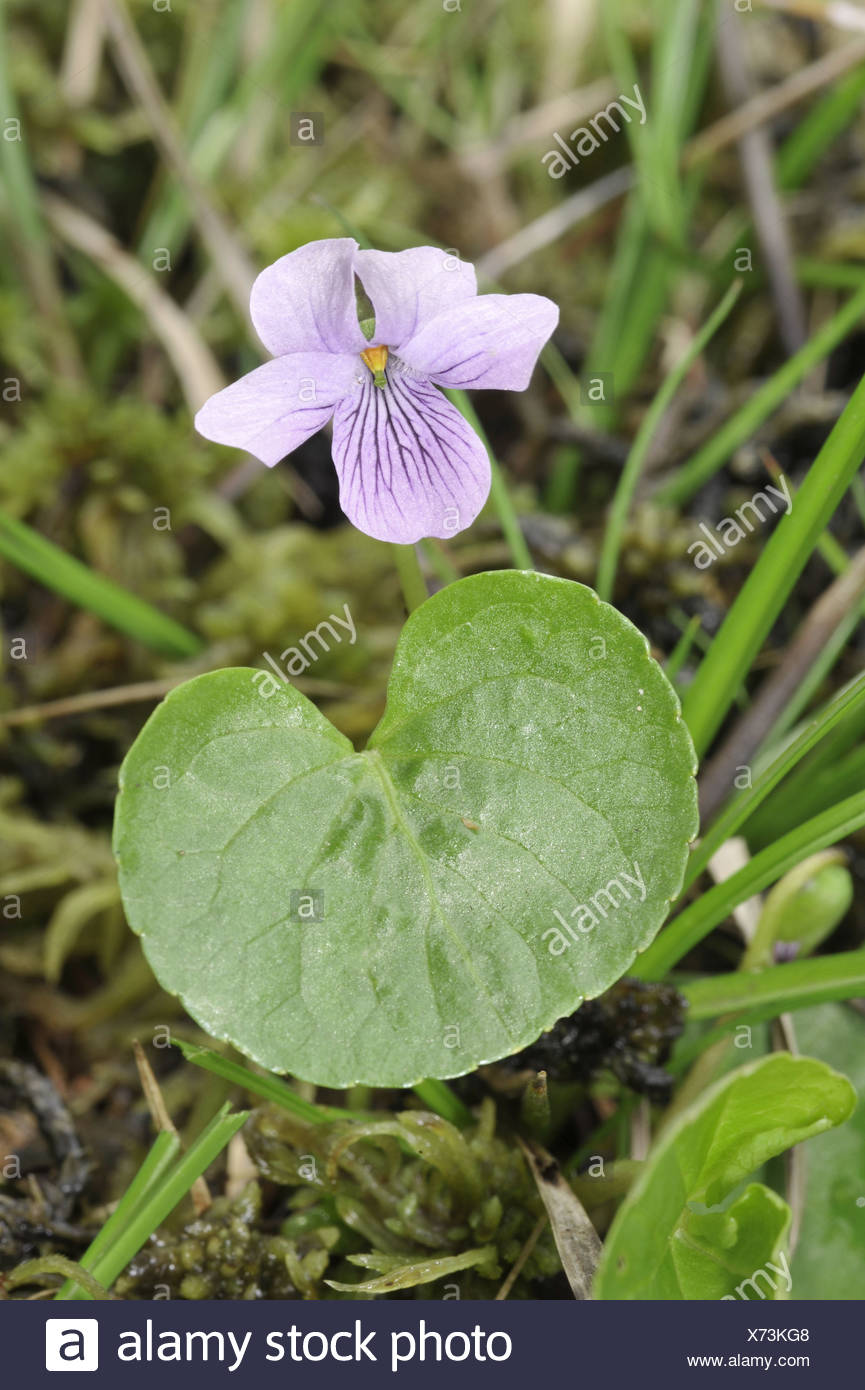 MARSH VIOLET Viola palustris (Violaceae Stock Photo - Alamy