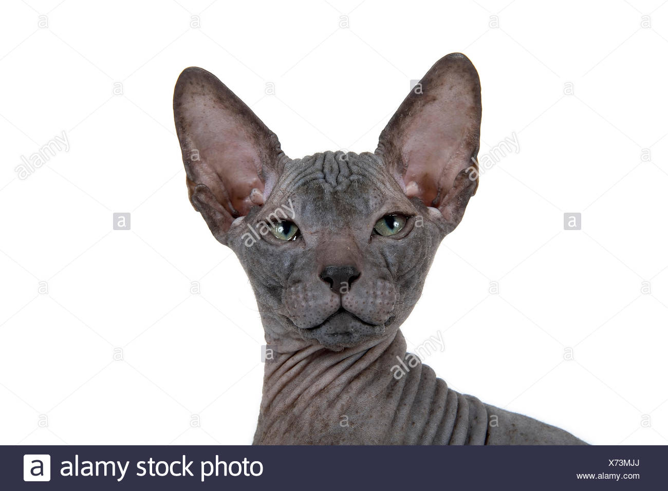 don sphynx kitten
