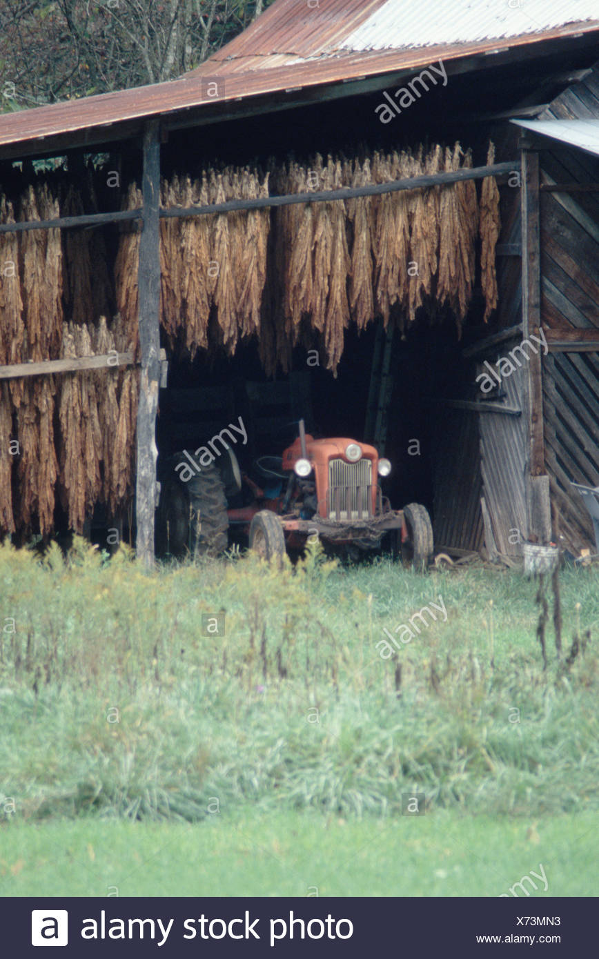 Tobacco Plants Curing In A Barn While Suspended Over An Old