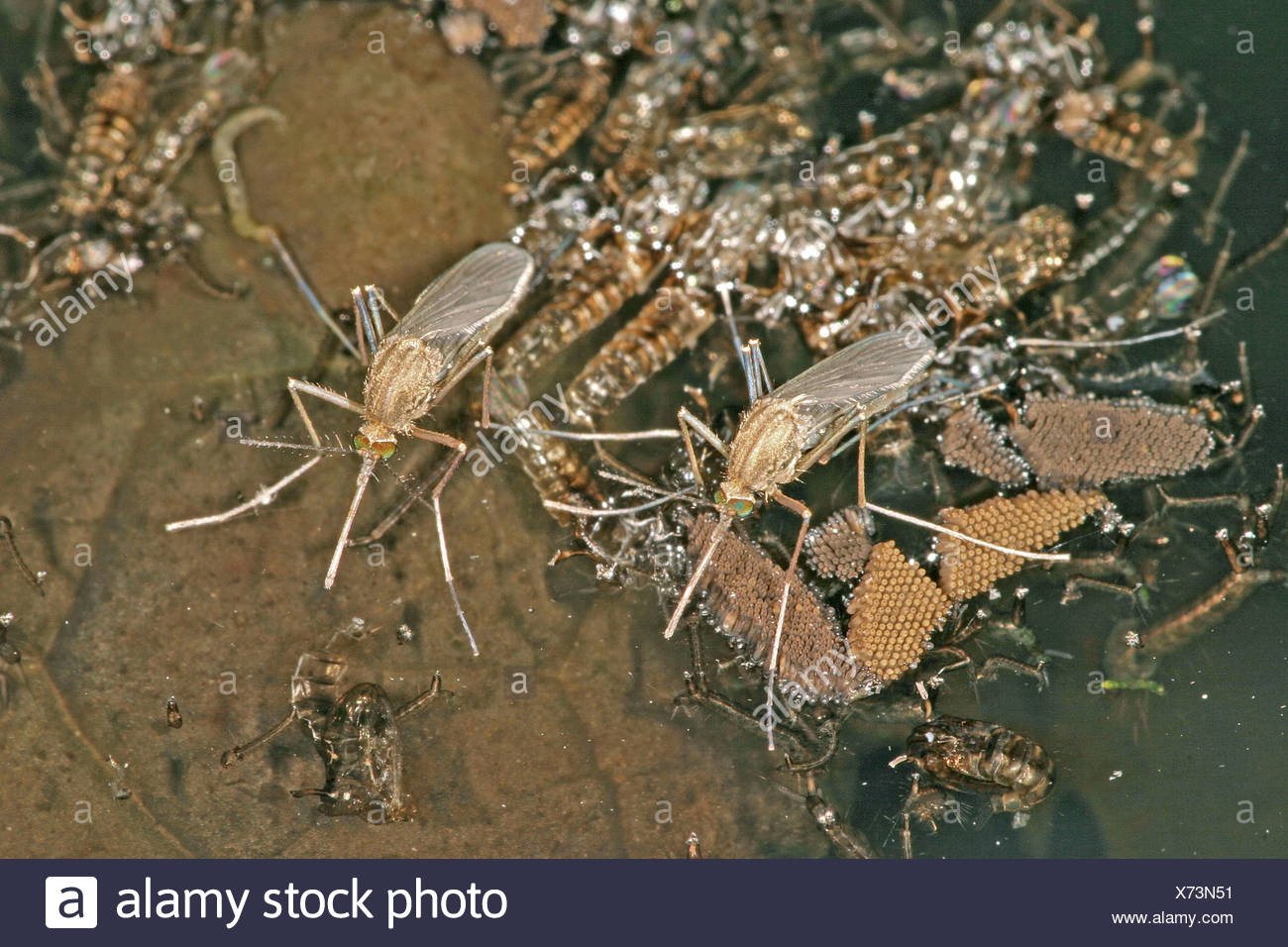 Gnats Eggs High Resolution Stock Photography and Images Alamy