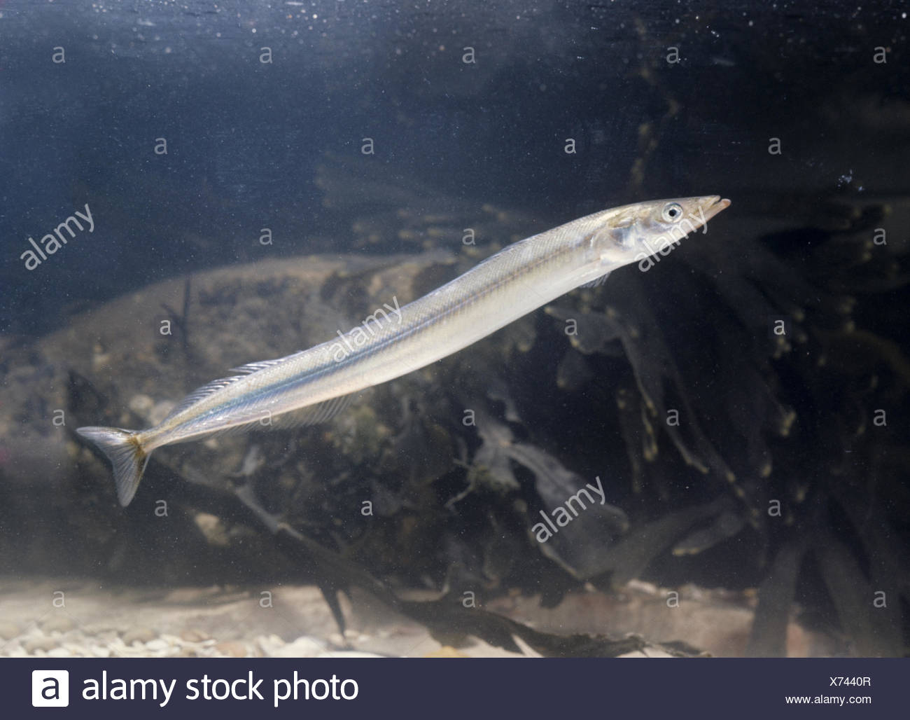 Sand Eel Stock Photos & Sand Eel Stock Images Alamy