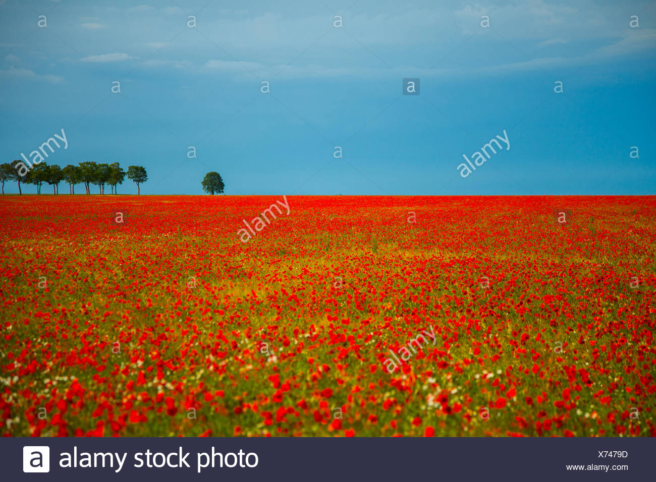 Poppy Fields High Resolution Stock Photography and Images - Alamy