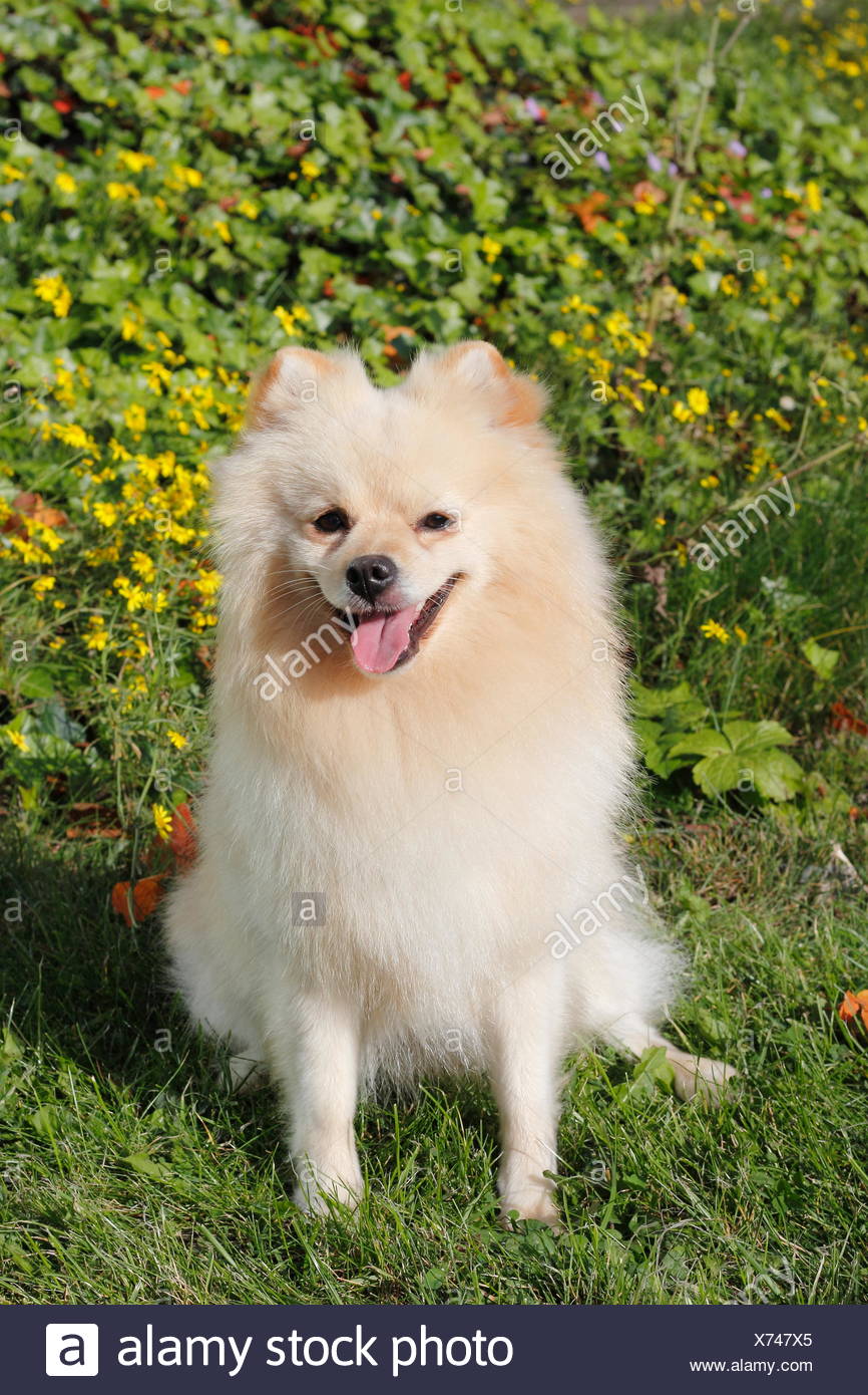 pomeranian male dog
