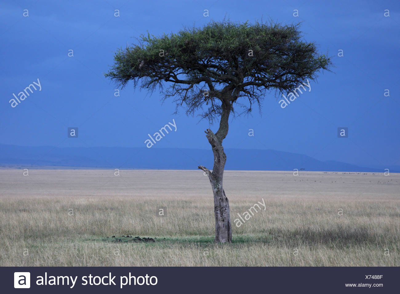 Umbrella Tree And Landscape Kenya High Resolution Stock Photography and