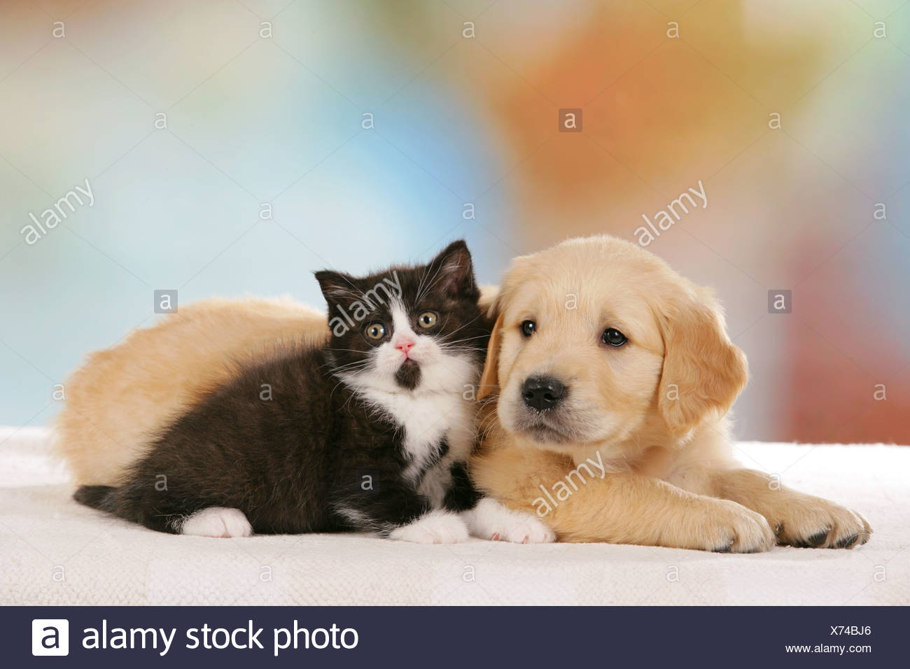 Animal Friendship Golden Retriever Puppy And Britsh Shorthair