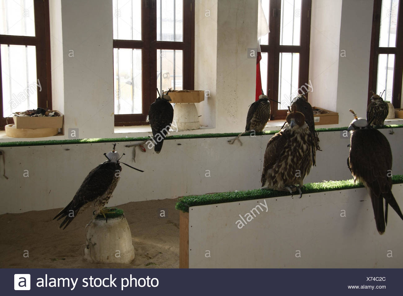 Qatar Doha Souq Wagif Falcon Bonnet Qatar Sales