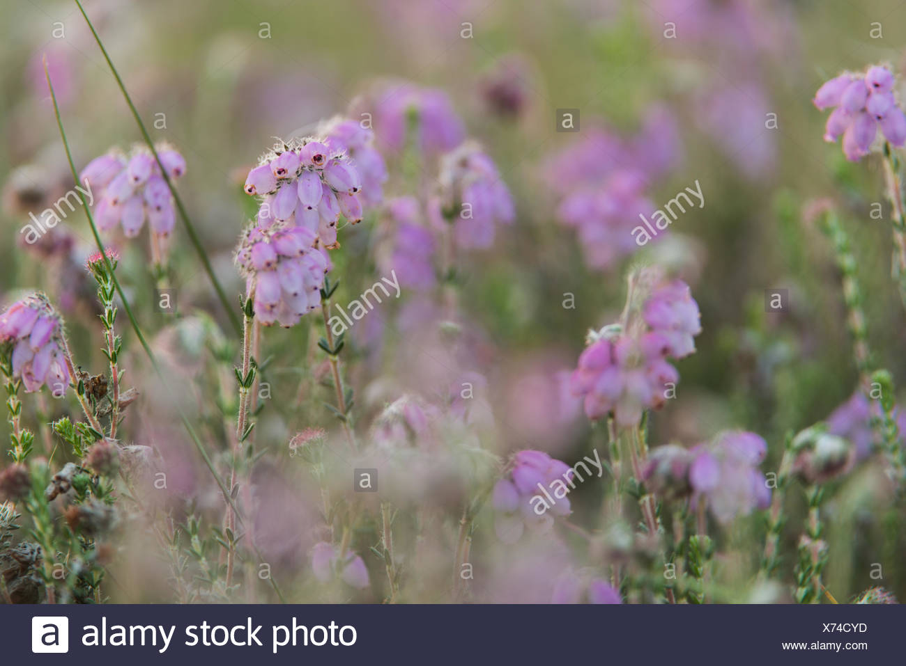 bog heather Stock Photo