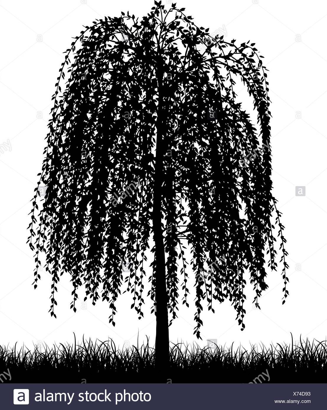 Weeping Willow Black and White Stock Photos & Images Alamy