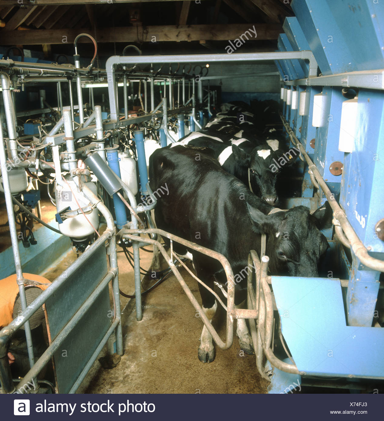 Holstein Friesian Cows In Herring Bone Milking Parlour With