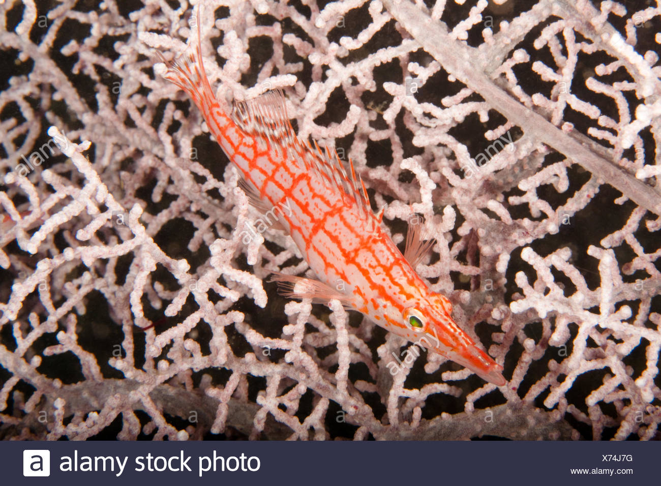 Sea Fish Long Nose Stock Photos & Sea Fish Long Nose Stock Images - Alamy