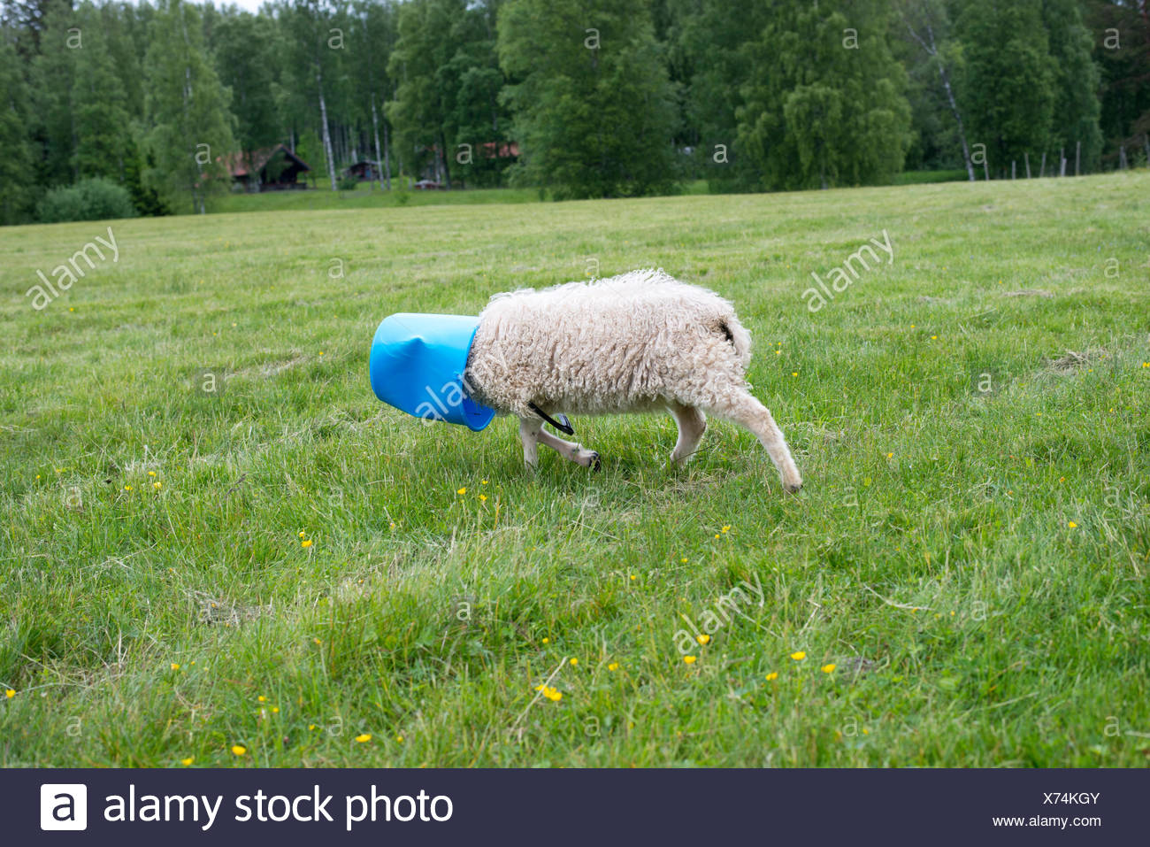 Sheep walking in meadow with bucket on head Stock Photo: 279771659 ...