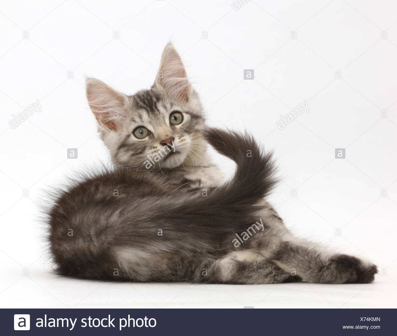 Silver Tabby Kitten Loki 11 Weeks Lying On His Side And Looking