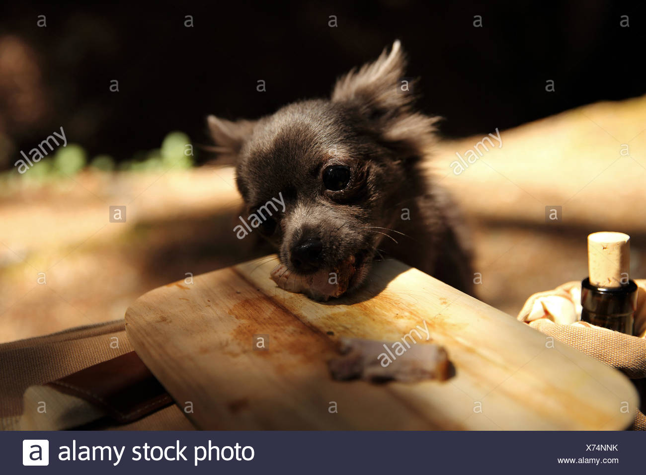 Dog Stealing Meat Stock Photos Dog Stealing Meat Stock Images