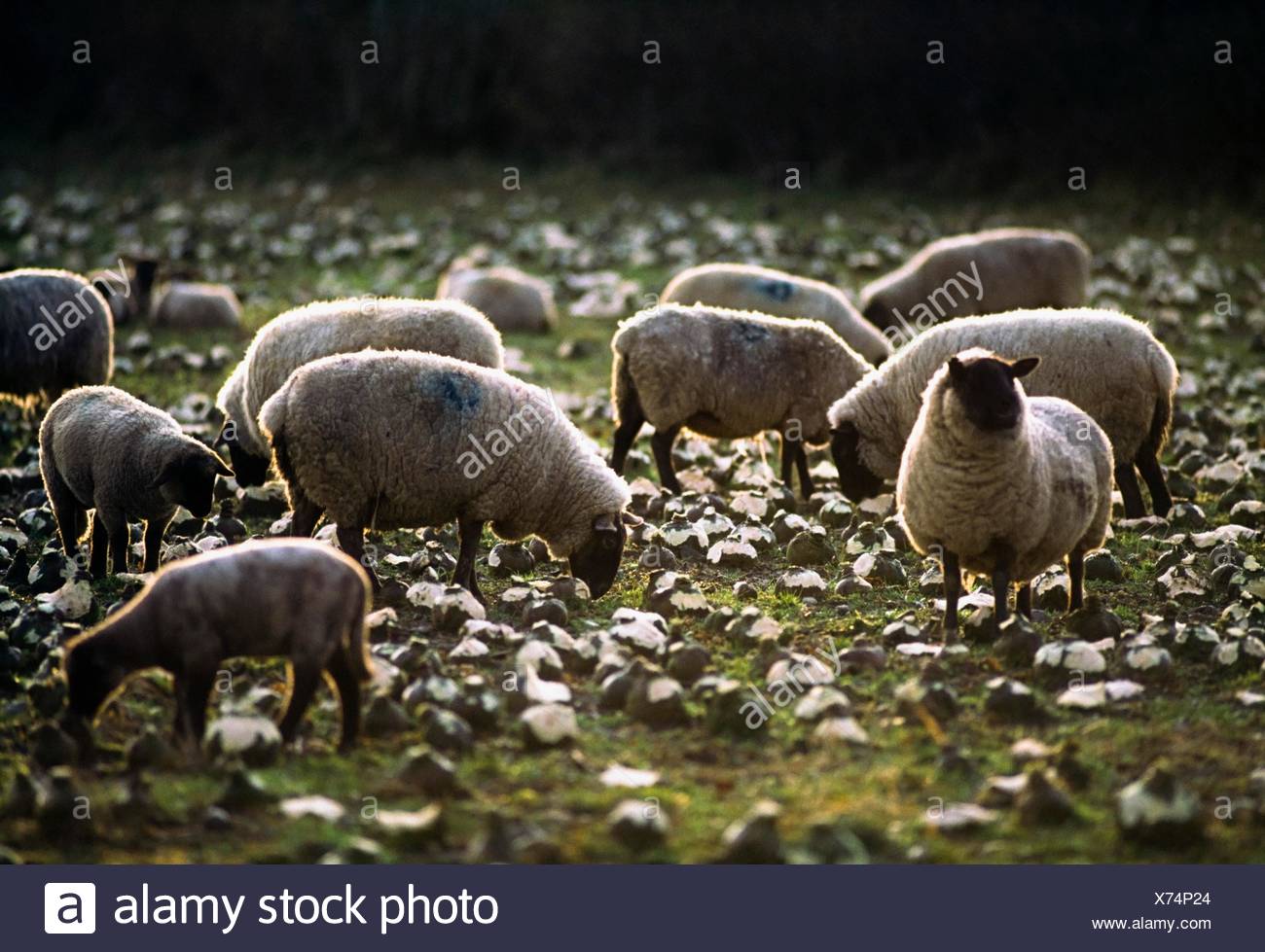 Sheep Feeding On Turnips High Resolution Stock Photography and Images