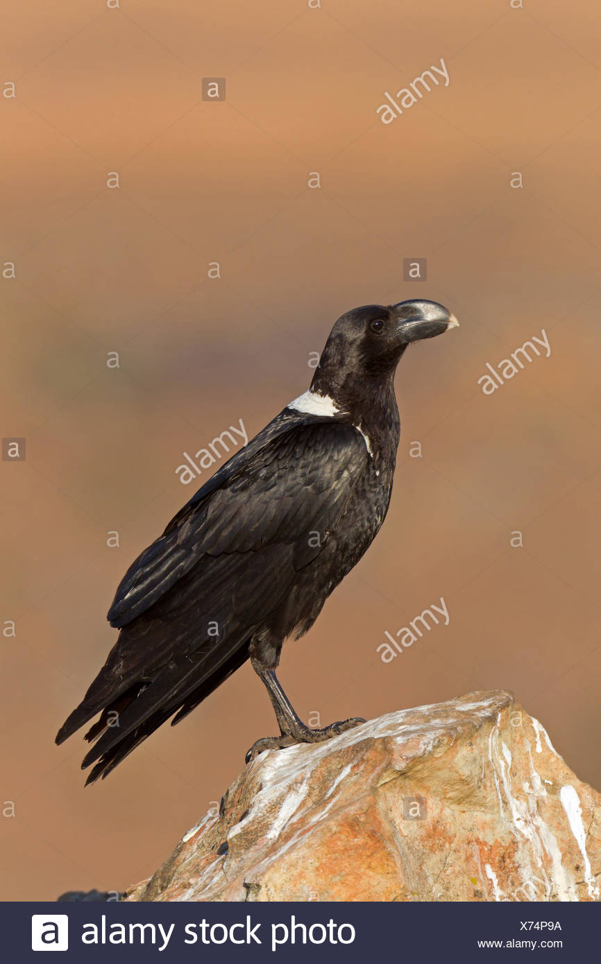 African White Necked Raven White Naped Raven High Resolution Stock