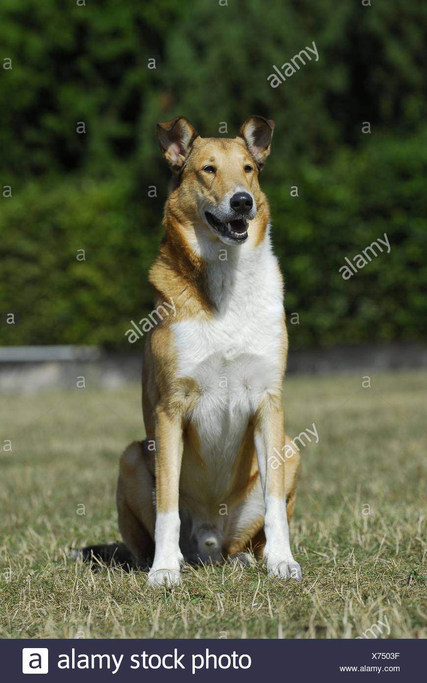 Short Haired Collie Stock Photos Short Haired Collie Stock