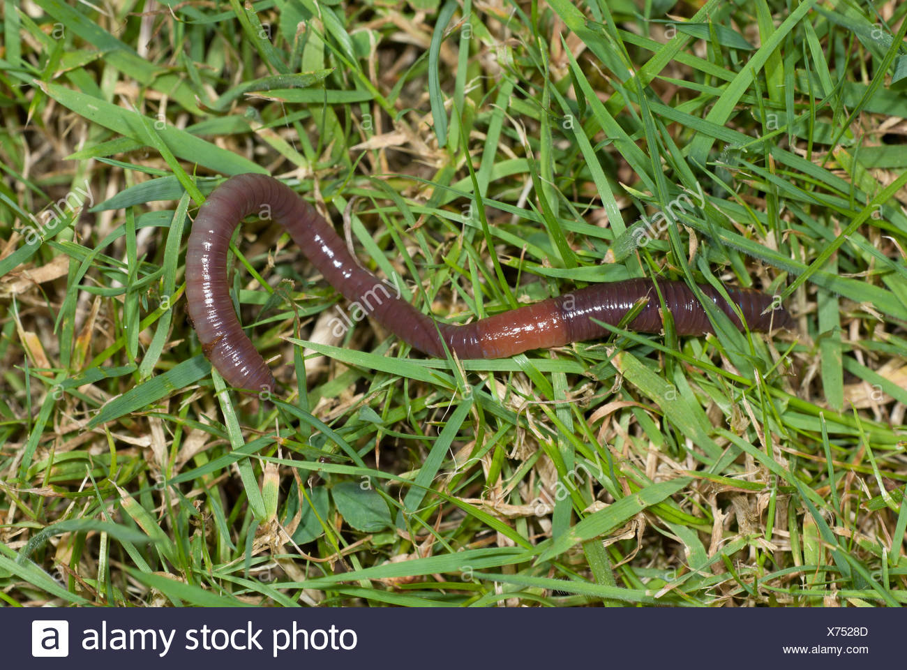 Earthworm on lawn, Lumbricus terrestris showing segments and saddle