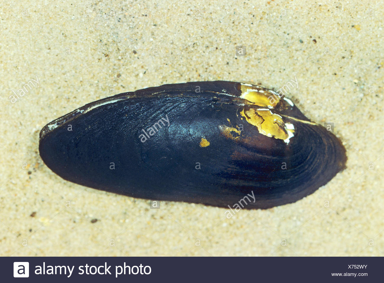 Freshwater Pearl Mussels High Resolution Stock Photography and Images