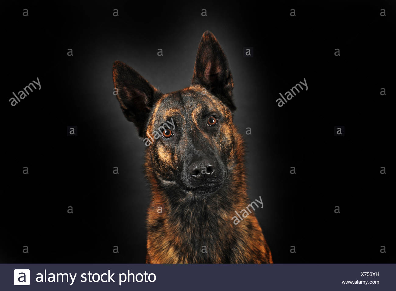 Dutch Shepherd Short Hair Male Portrait Stock Photo 279781337