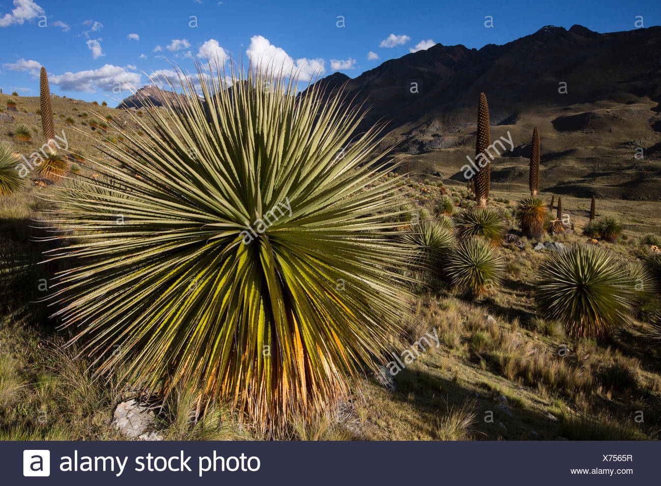 Queen of the Andes (Puya raymondii) plants in steppe, Cordillera Blanca, Andes, Peru Stock Photo