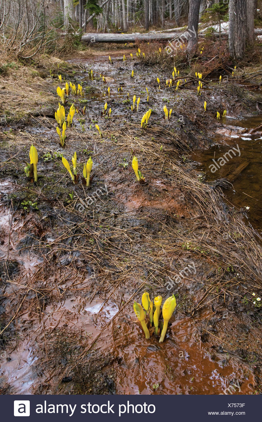 Lysichiton americanus, Skunk cabbage Stock Photo
