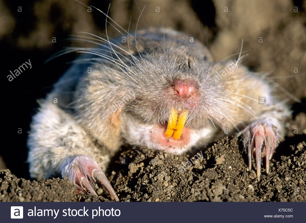 Pocket Gopher Stock Photos & Pocket Gopher Stock Images Alamy