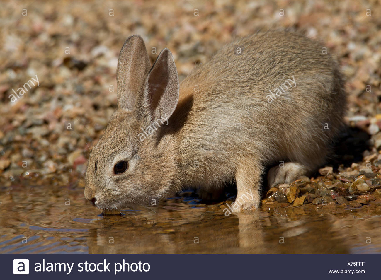 Desert cottontail rabbit pictures